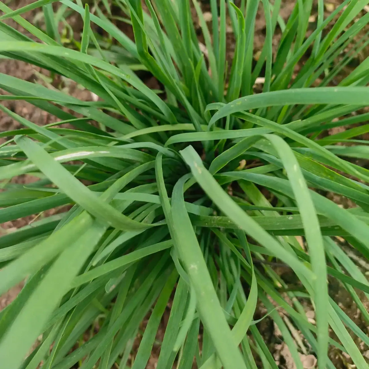 Nelly Organic Chive Seeds