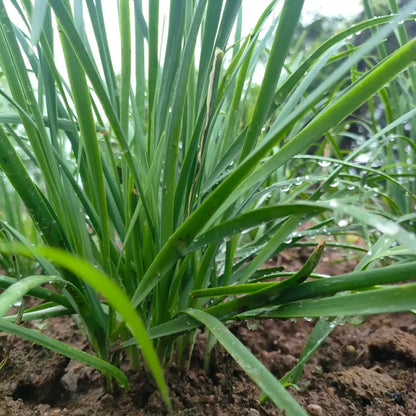 Nelly Organic Chive Seeds