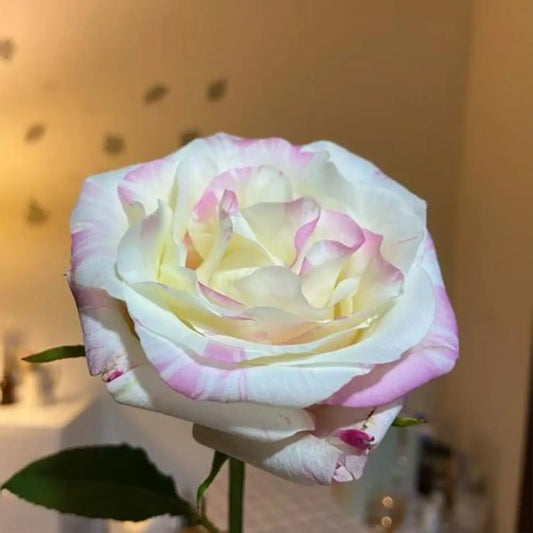 Neon Dress Rose Seeds