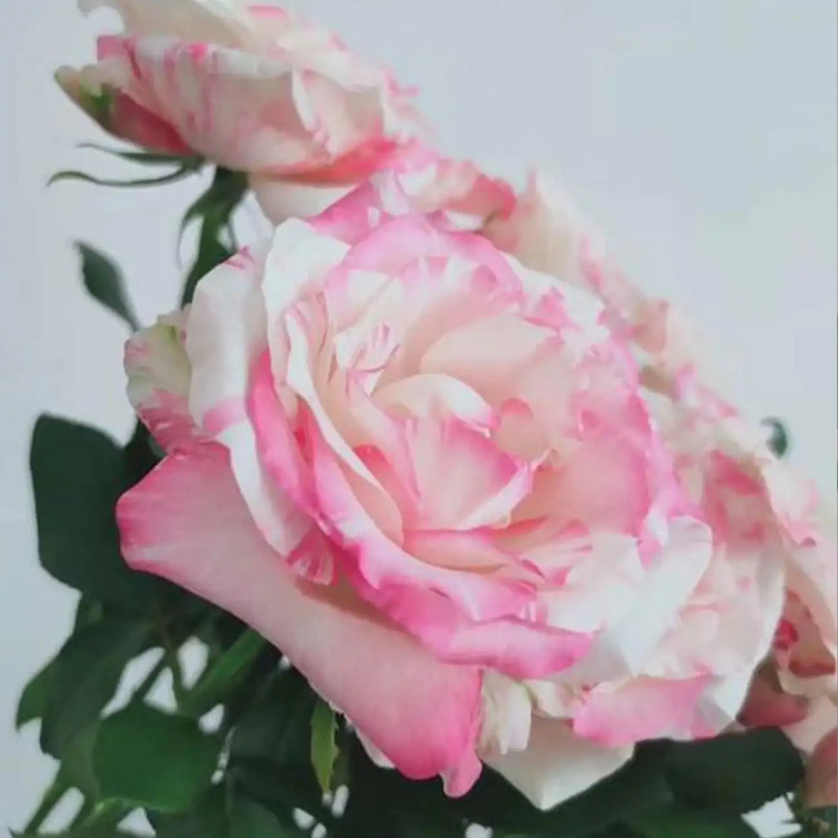 Neon Dress Rose Seeds