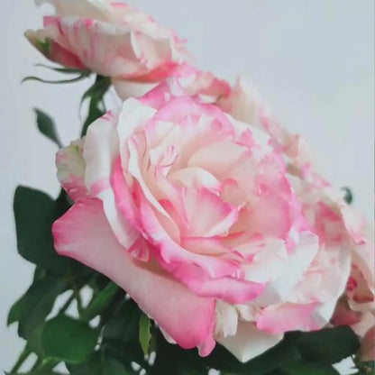 Neon Dress Rose Seeds