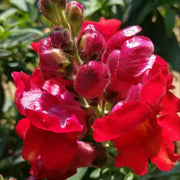 Night and Day Snapdragon Seeds