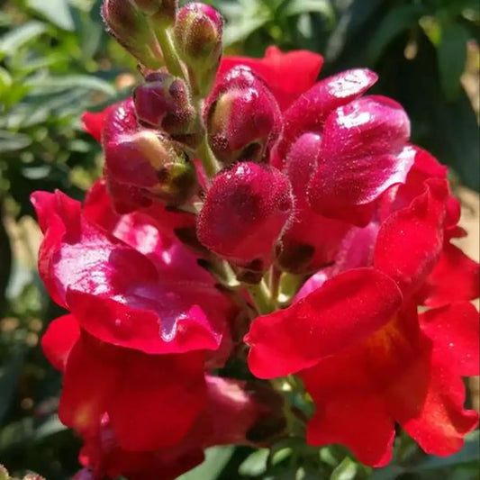 Night and Day Snapdragon Seeds