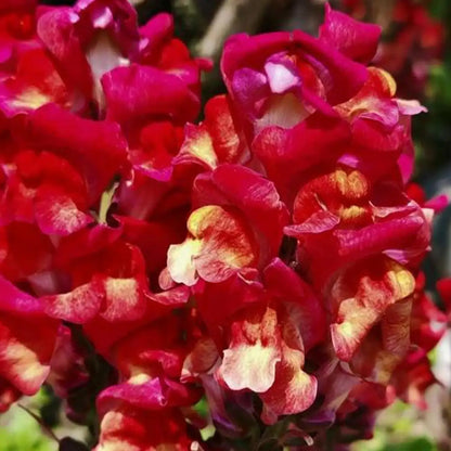Night and Day Snapdragon Seeds