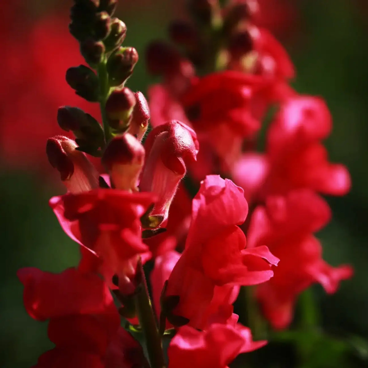 Night and Day Snapdragon Seeds