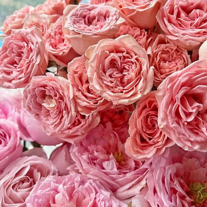 No. 5 Perfume Rose Seeds