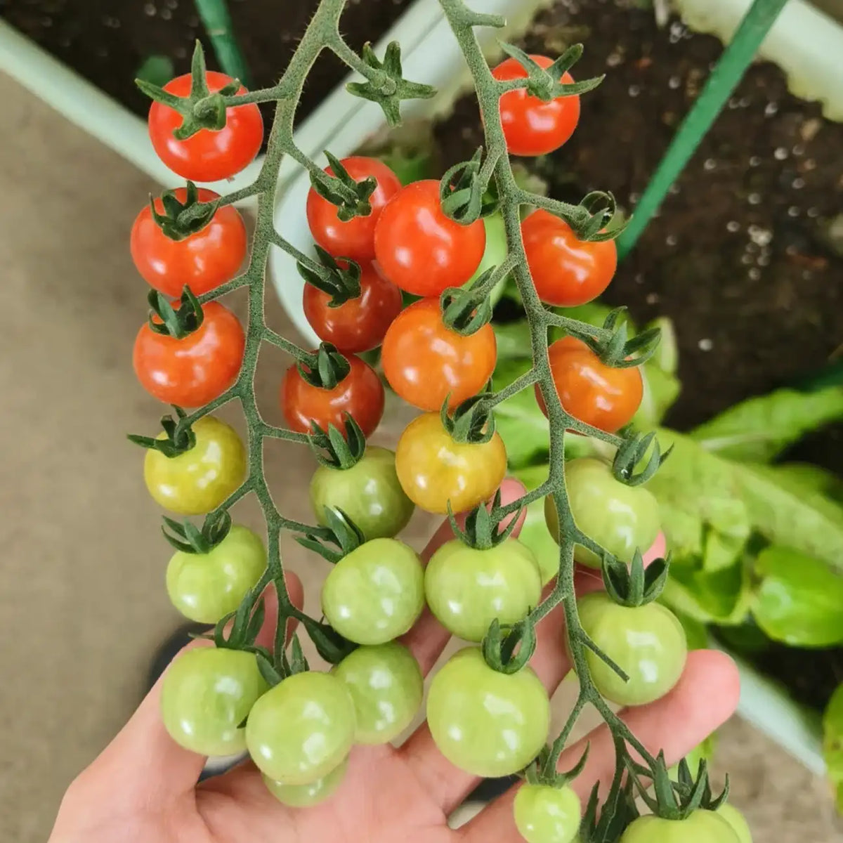 Non-GMO Heirloom Tomato Seeds