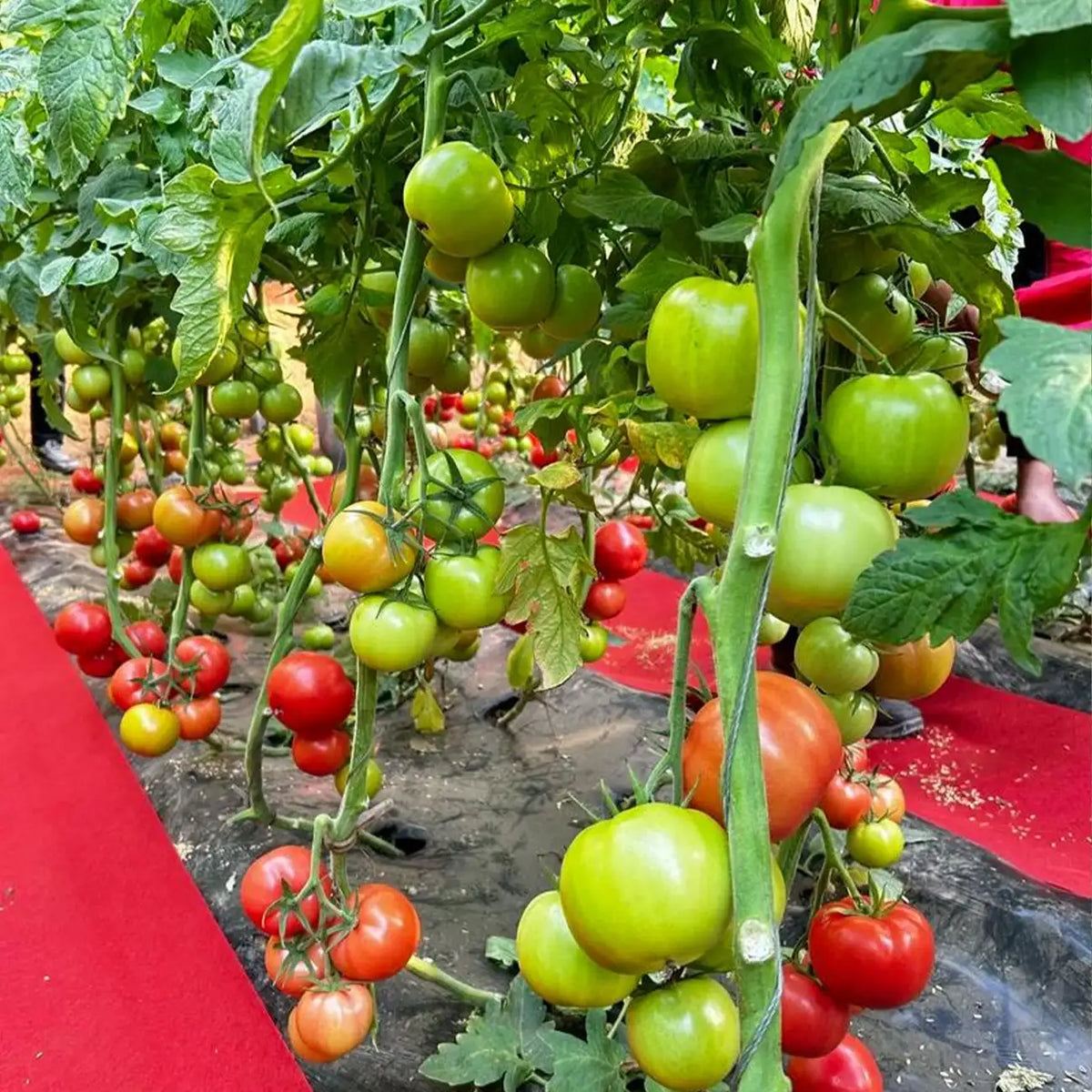Non-GMO Heirloom Tomato Seeds
