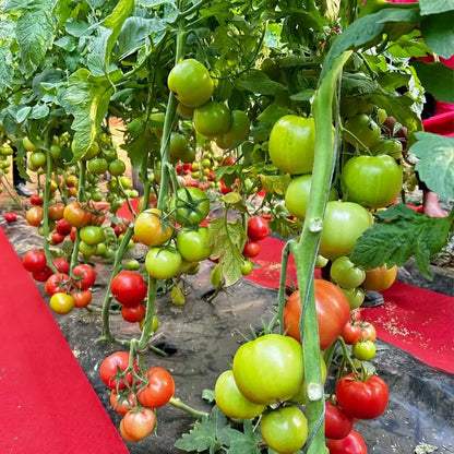 Non-GMO Heirloom Tomato Seeds