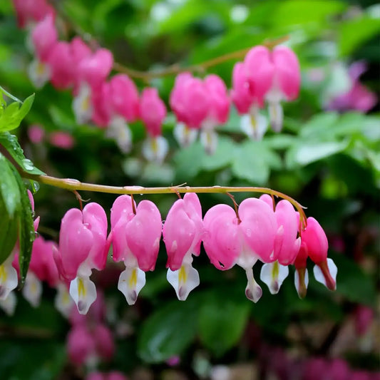 Bleeding Heart Seeds – Pink & White Heart-Shaped Perennial Flowers