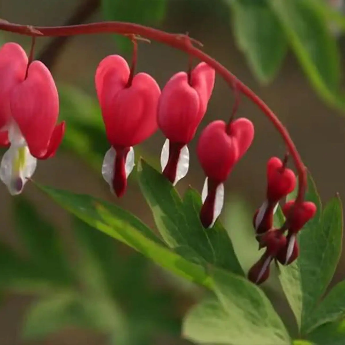 Bleeding Heart Seeds – Pink & White Heart-Shaped Perennial Flowers