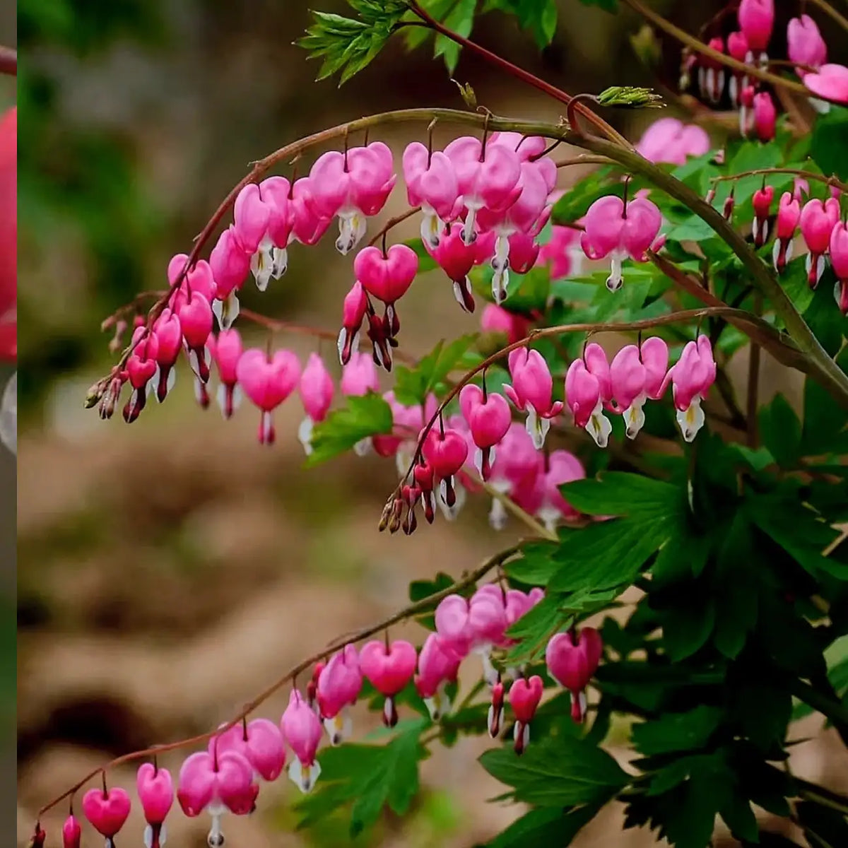 Bleeding Heart Seeds – Pink & White Heart-Shaped Perennial Flowers