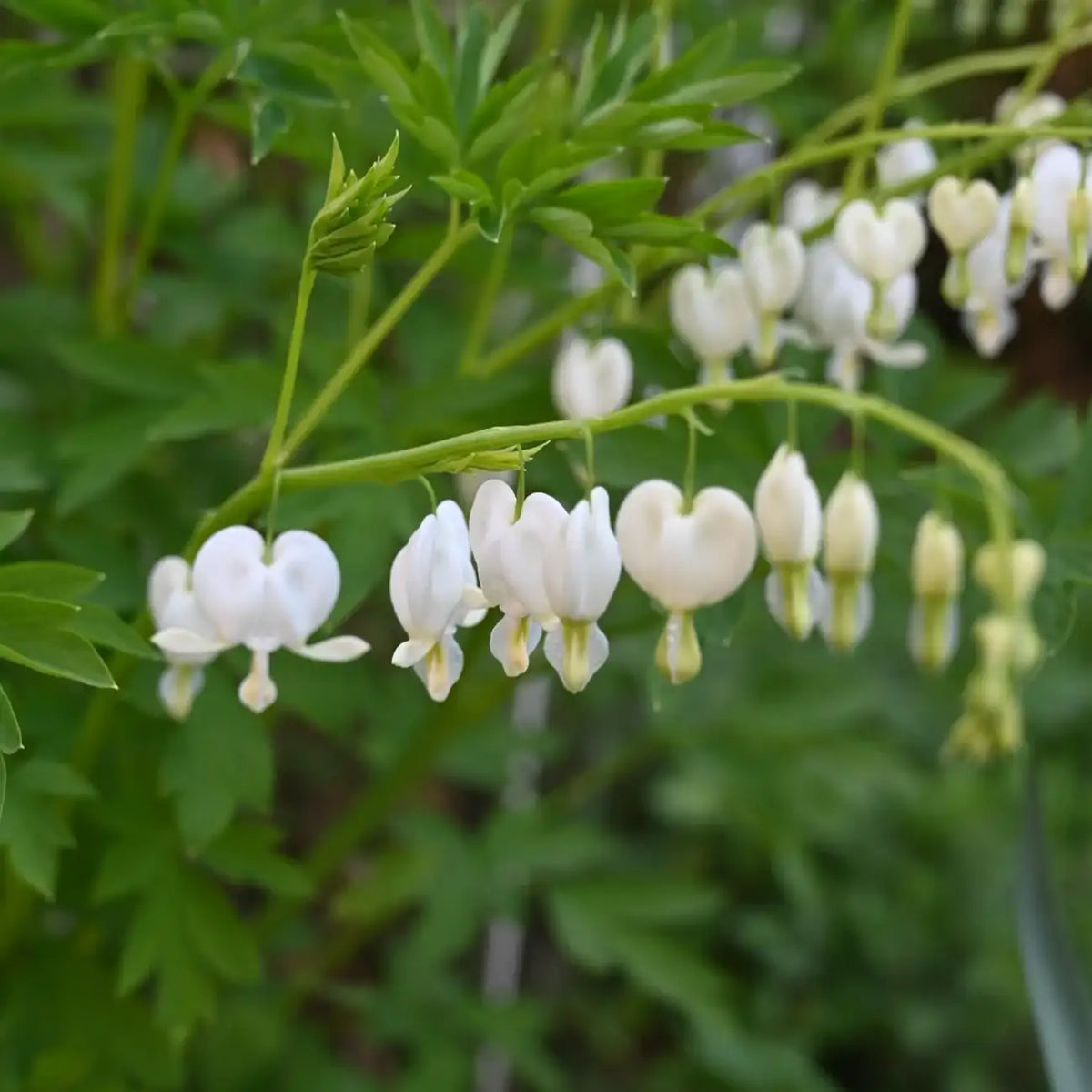 Bleeding Heart Seeds – Pink & White Heart-Shaped Perennial Flowers