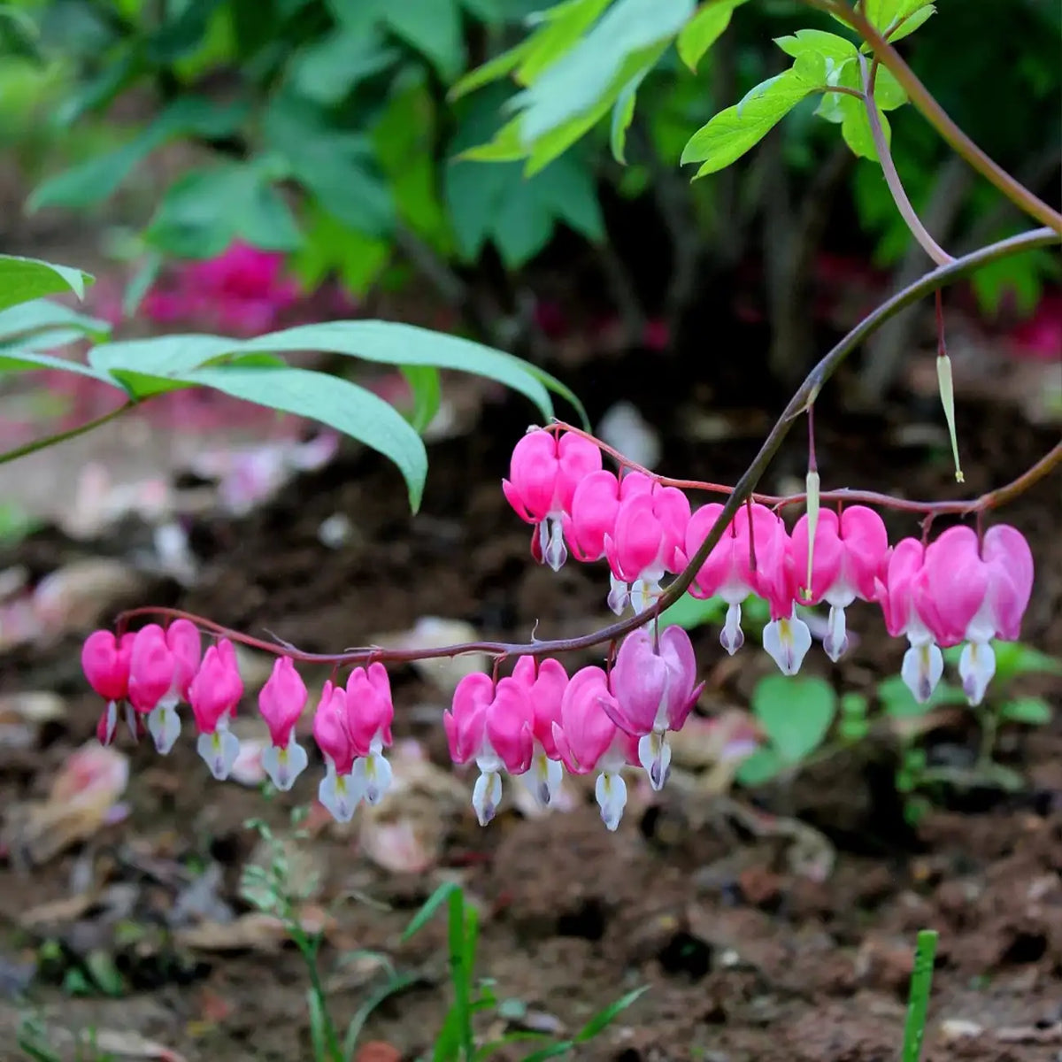 Bleeding Heart Seeds – Pink & White Heart-Shaped Perennial Flowers
