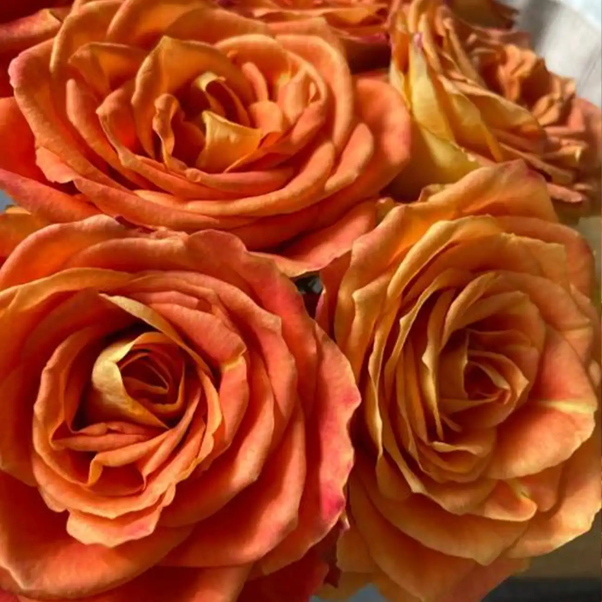 Ode to Joy Rose Seeds