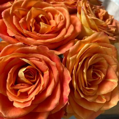 Ode to Joy Rose Seeds