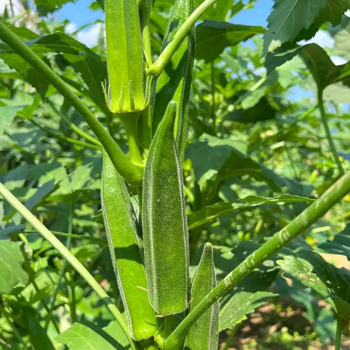 Okra Seeds