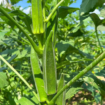 Okra Seeds