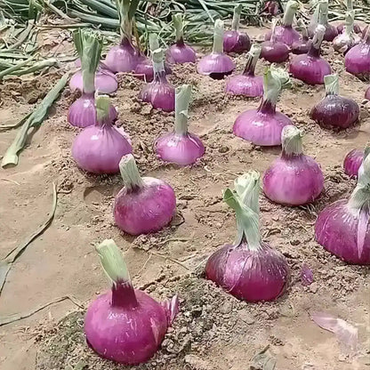 Onion Seeds