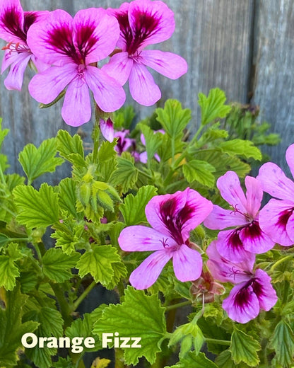 Geraniums - Sunday Brunch - Scented Geraniums