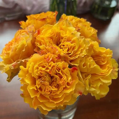 Orange Storm Rose Seeds