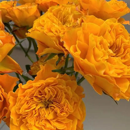 Orange Storm Rose Seeds