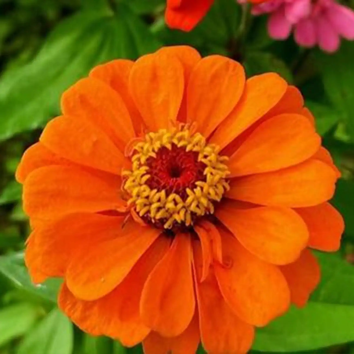 Orange Zinnias Seeds