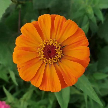 Orange Zinnias Seeds
