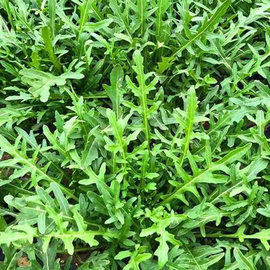 Organic Arugula Seeds