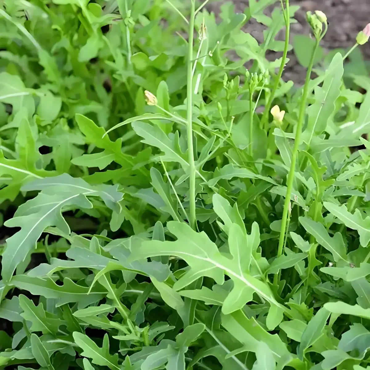 Organic Arugula Seeds