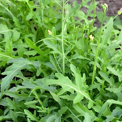 Organic Arugula Seeds
