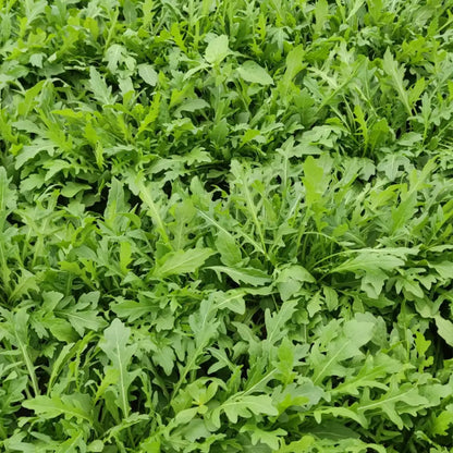 Organic Arugula Seeds