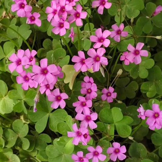 Oxalis Seeds - Red