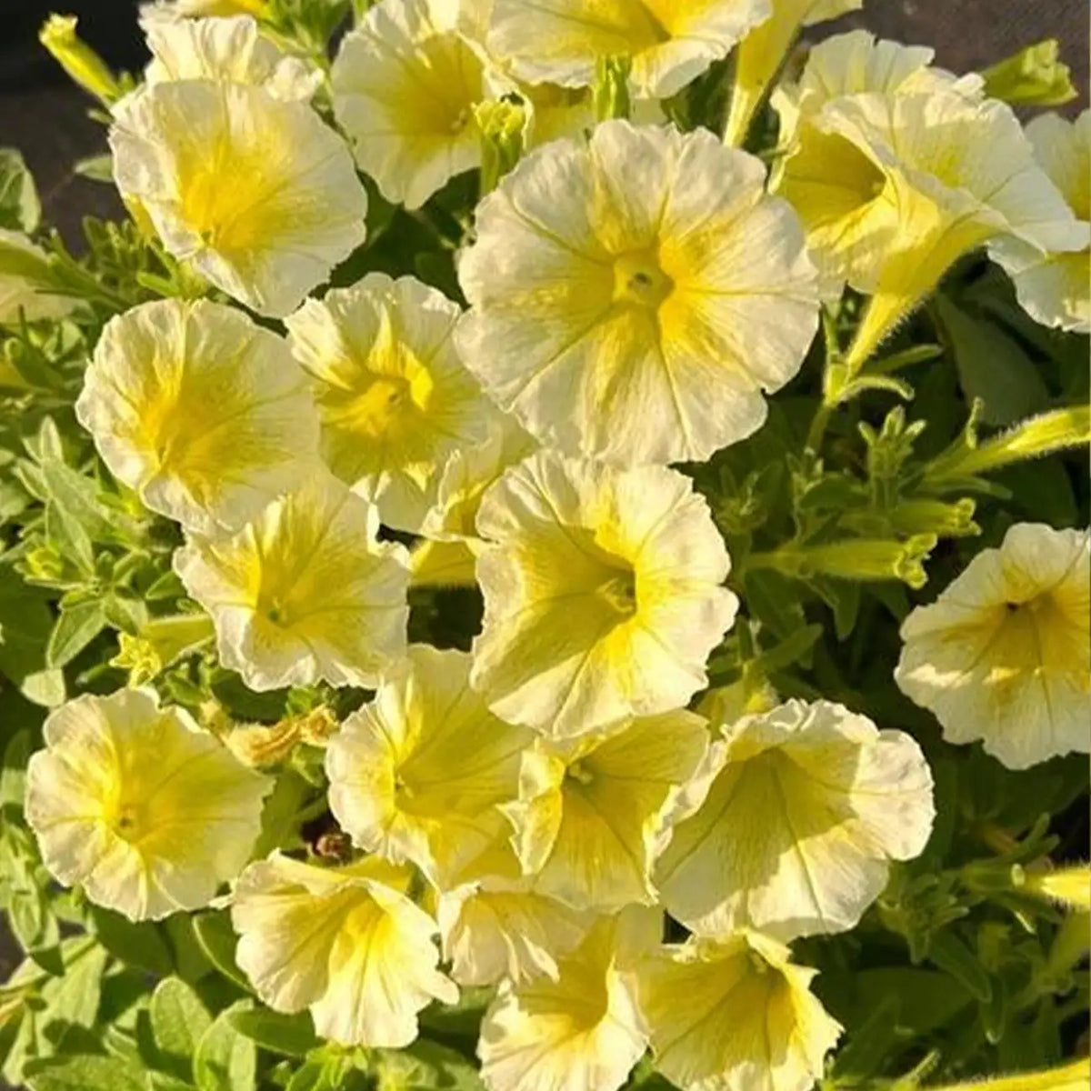 Petunia Seeds - Buttercup Yellow