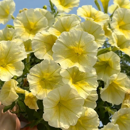Petunia Seeds - Buttercup Yellow