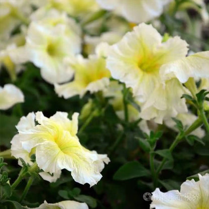 Petunia Seeds - Buttercup Yellow