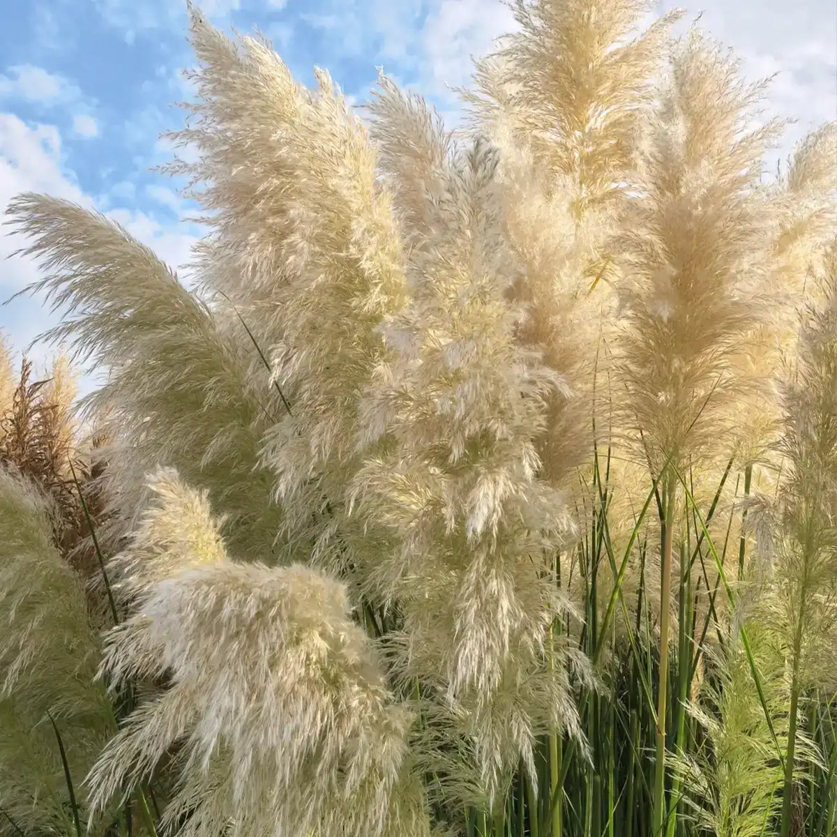 Pampas Grass Seeds