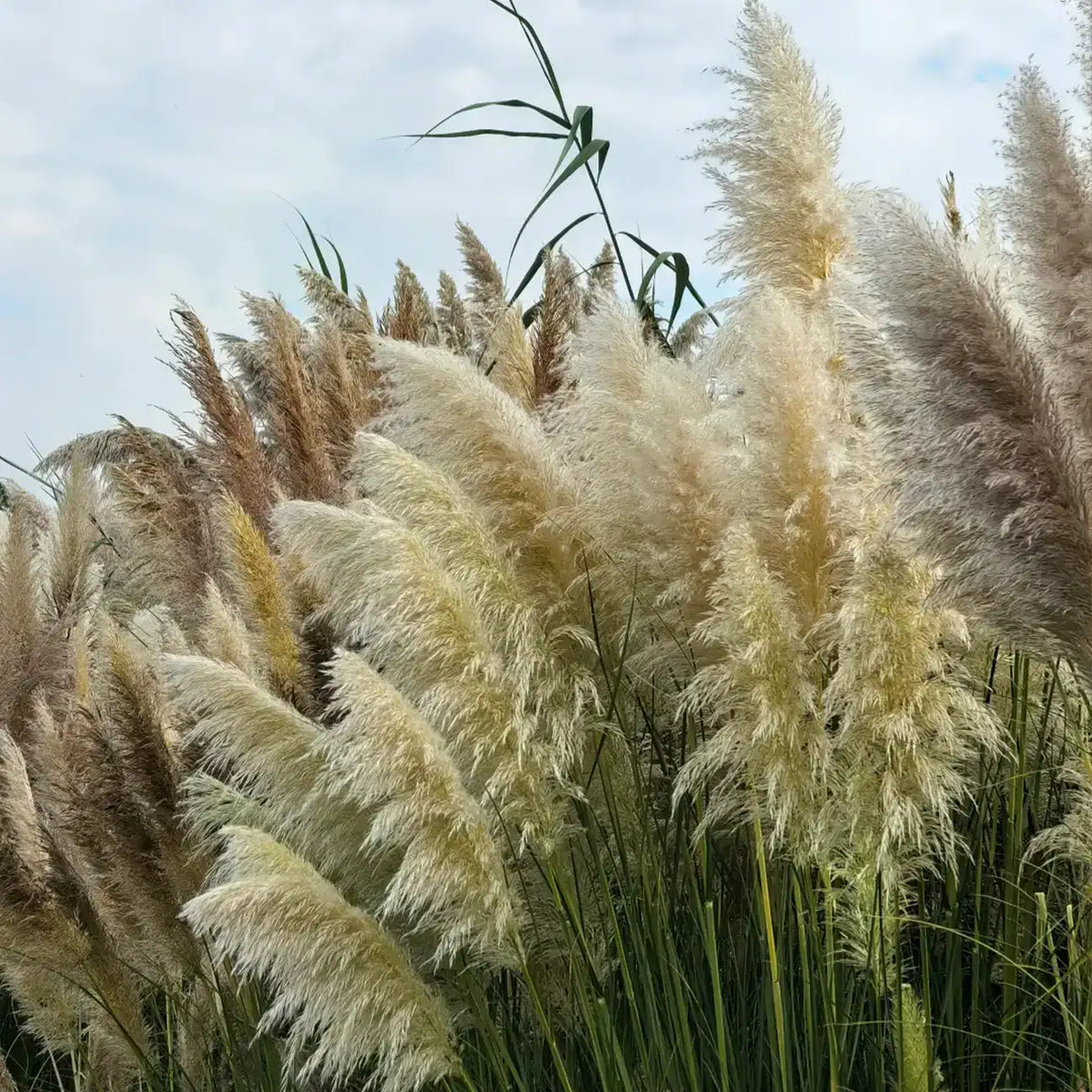 Pampas Grass Seeds