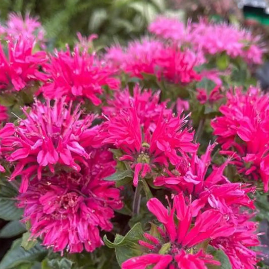 Panorama Mix Bee Balm Seeds
