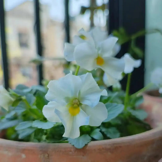 Winter Elf Pansy Seeds - Mixed Colors