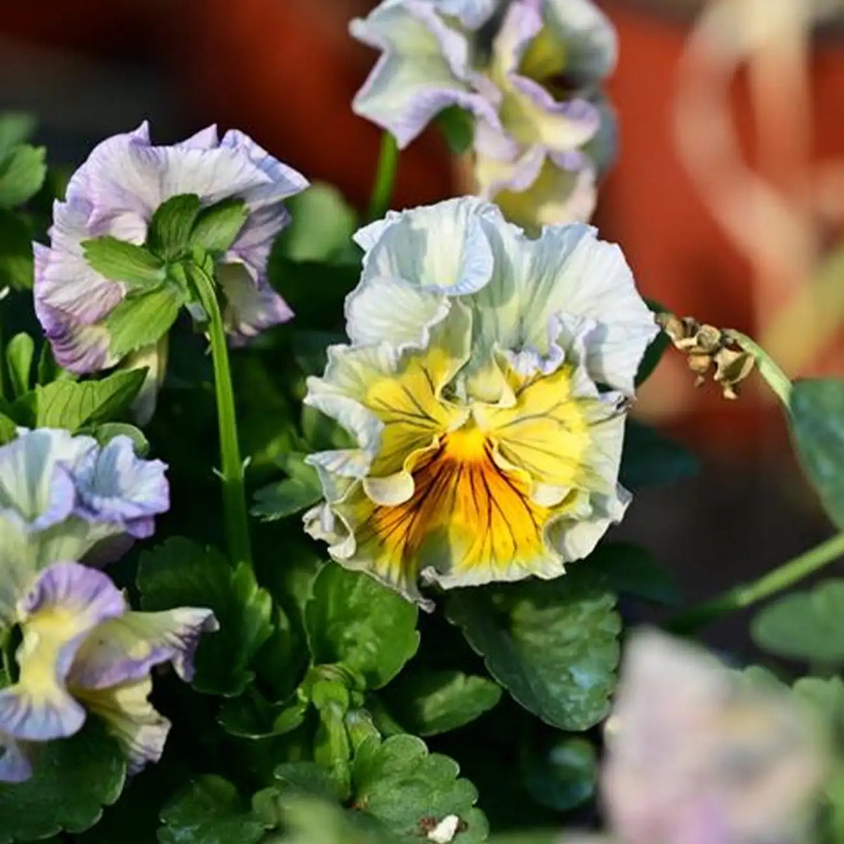 Winter Elf Pansy Seeds - Mixed Colors