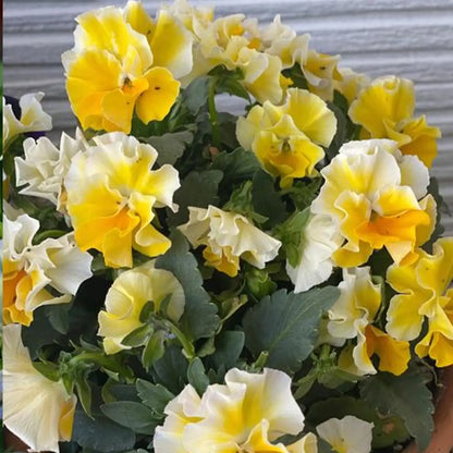 Winter Elf Pansy Seeds - Mixed Colors