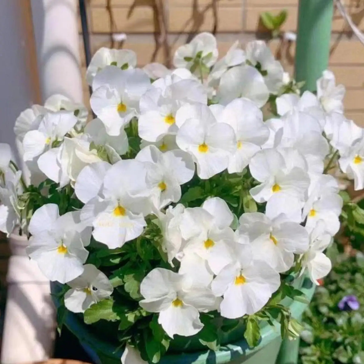 Winter Elf Pansy Seeds - Mixed Colors