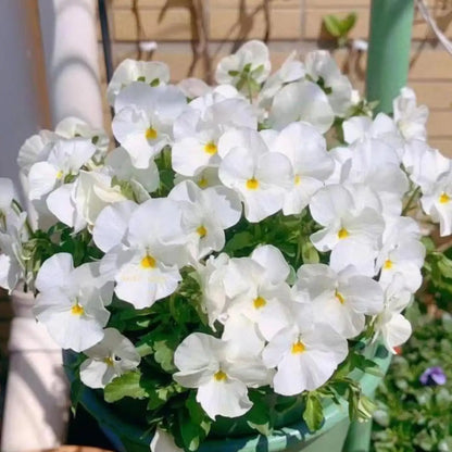 Winter Elf Pansy Seeds - Mixed Colors
