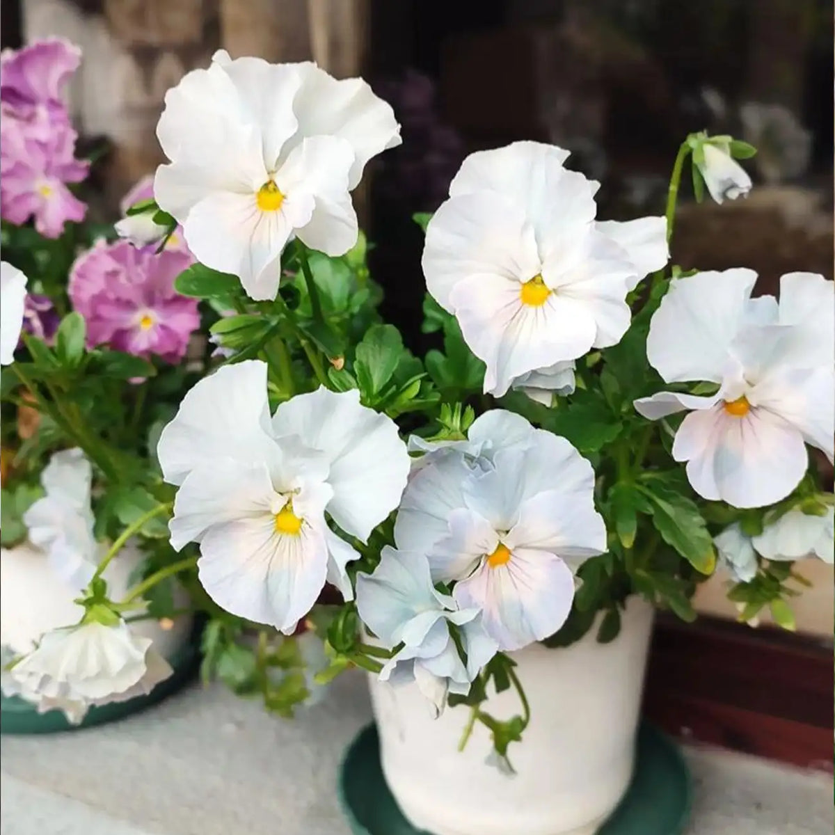 Winter Elf Pansy Seeds - Mixed Colors