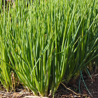 Parade Green Onion Seeds