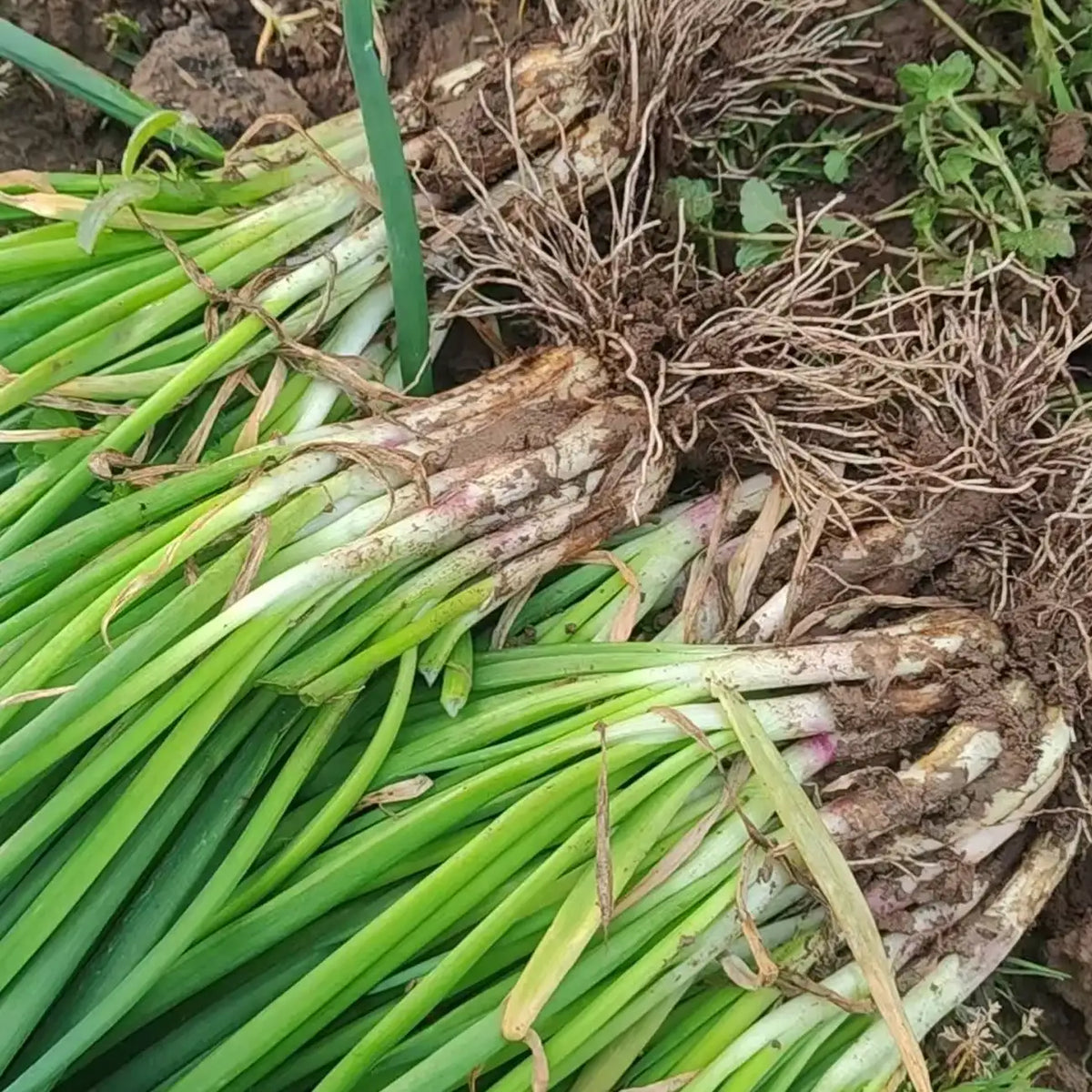 Parade Green Onion Seeds
