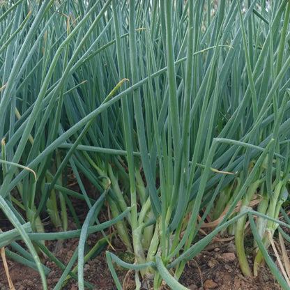 Parade Green Onion Seeds
