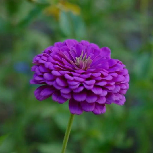 Park's Picks Lilac Zinnia Seeds