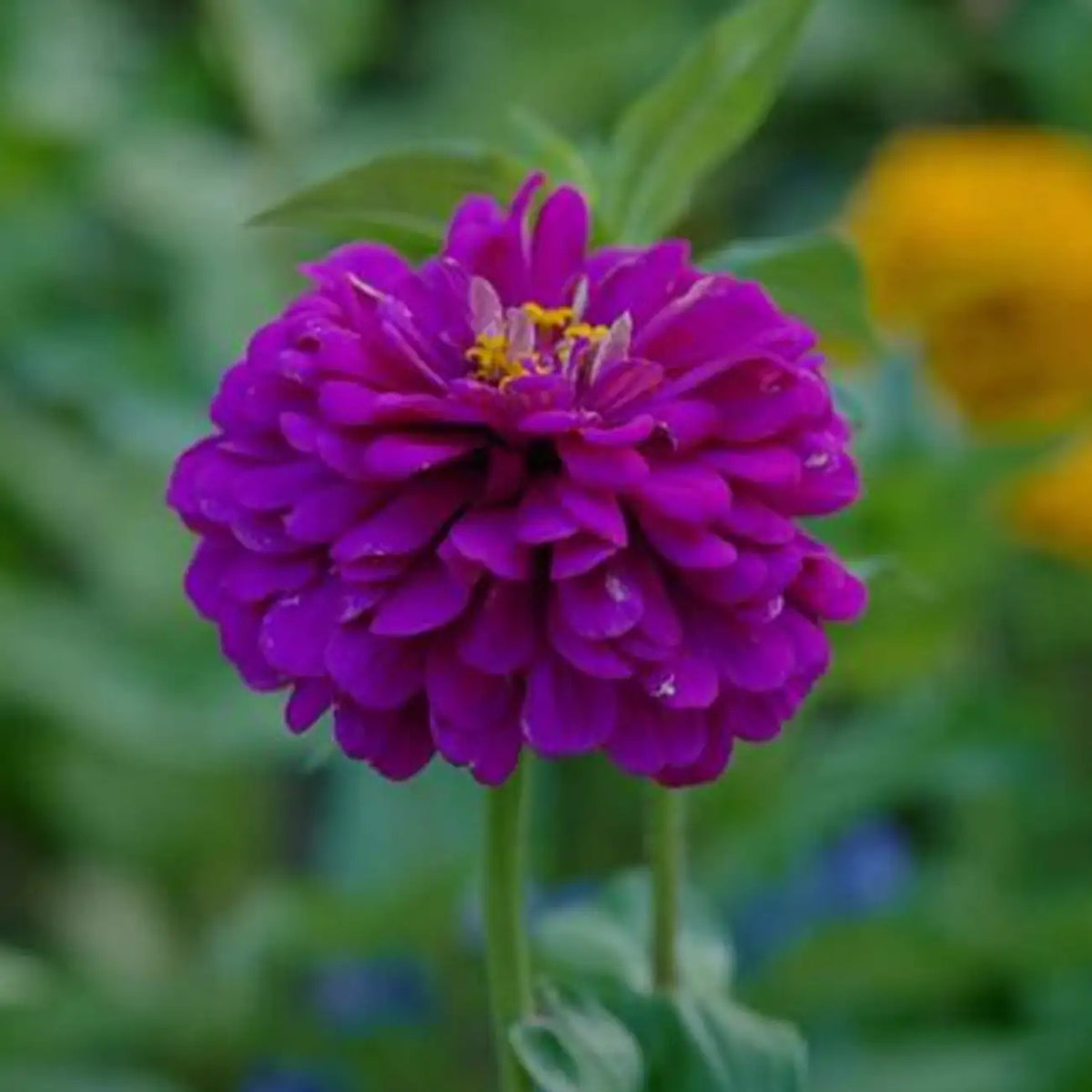 Park's Picks Lilac Zinnia Seeds